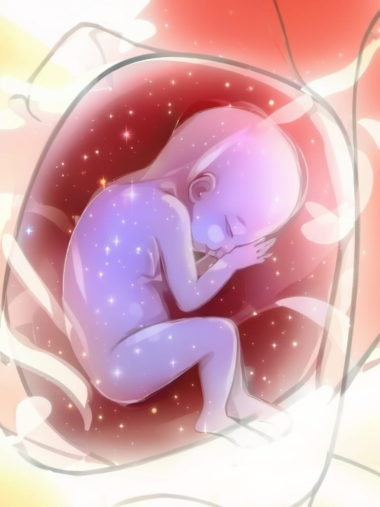 fetus